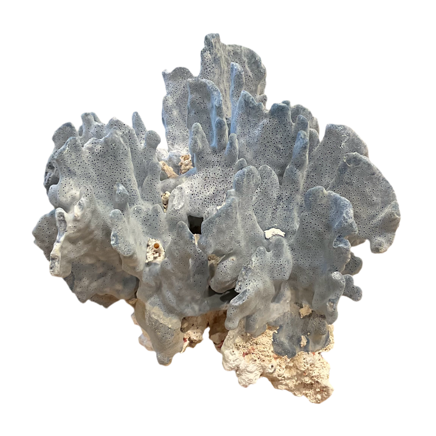 Coral