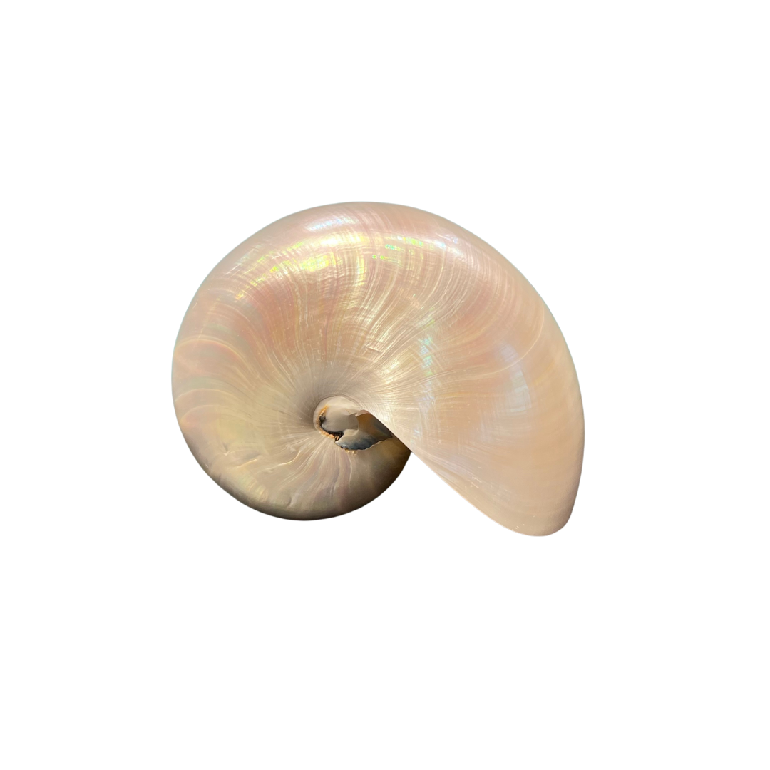 Pearl Nautilus Shell