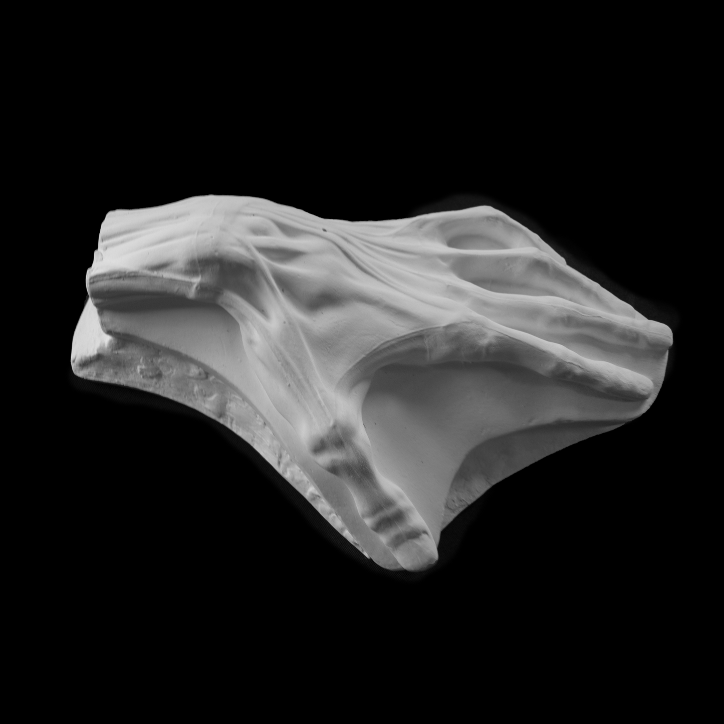 Ecorche Hand