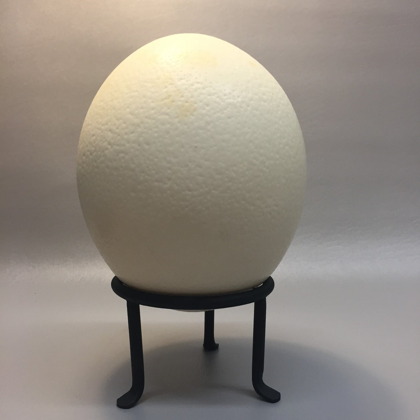 Ostrich Egg
