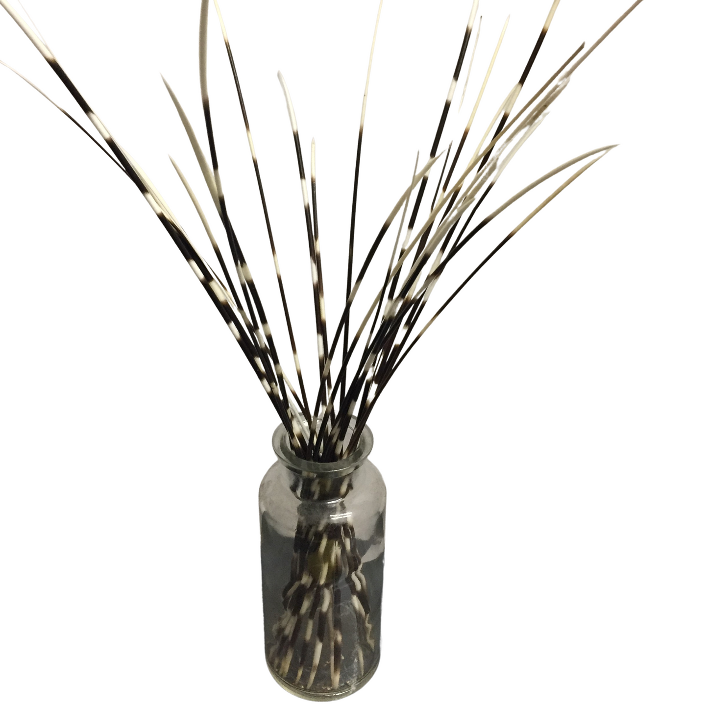 Porcupine quill