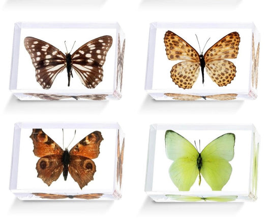 Butterfly Specimen