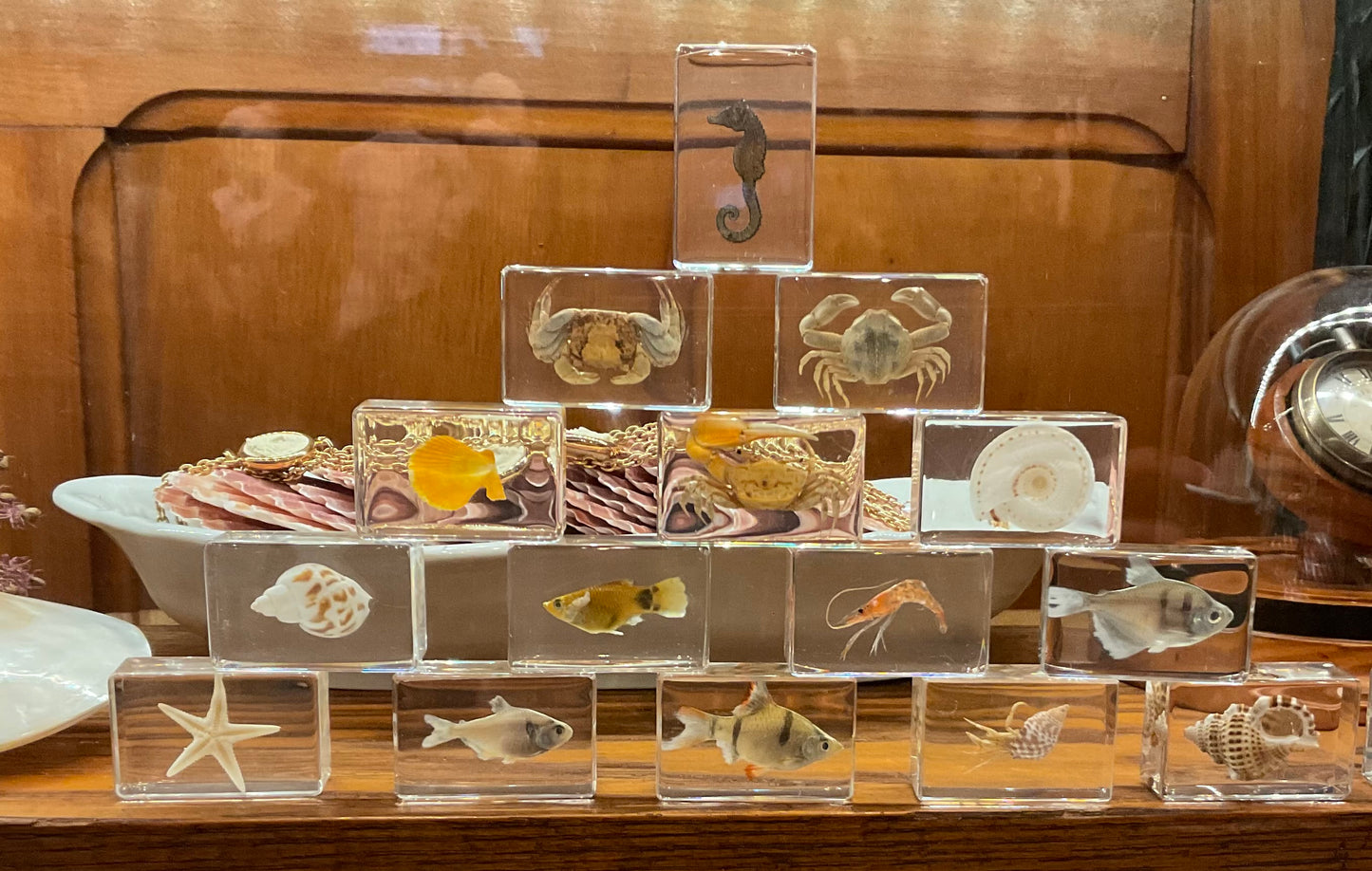 Resin Specimen - Ocean Creatures