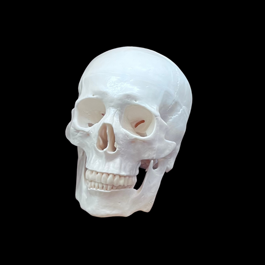 Skull