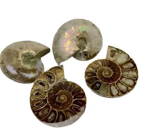 Ammonite Fossils