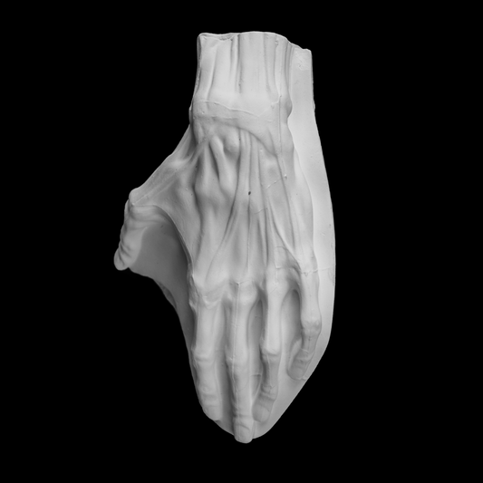 Ecorche Hand