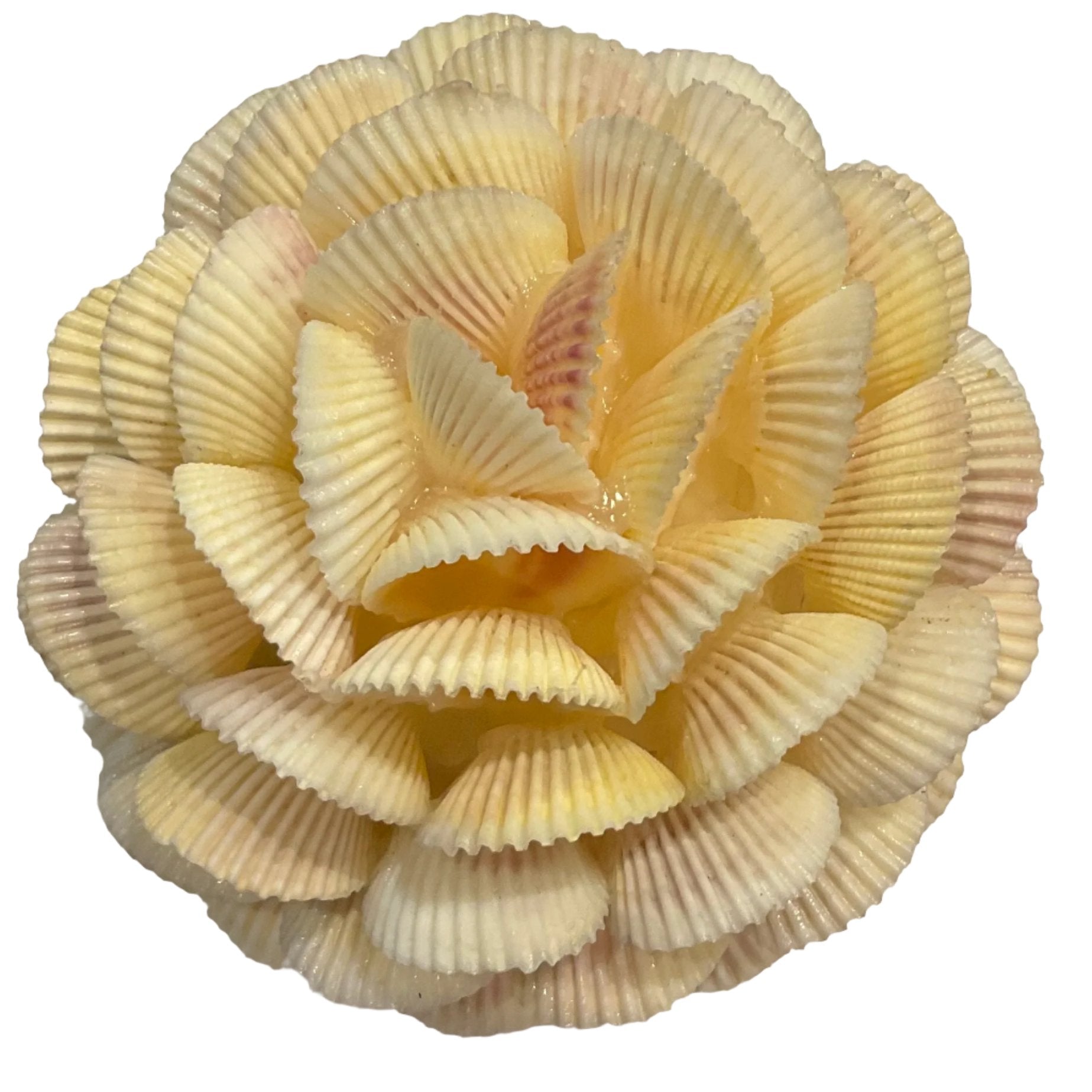 Ball Shaped Shell Cockle Shell Ball – De Gerenday's