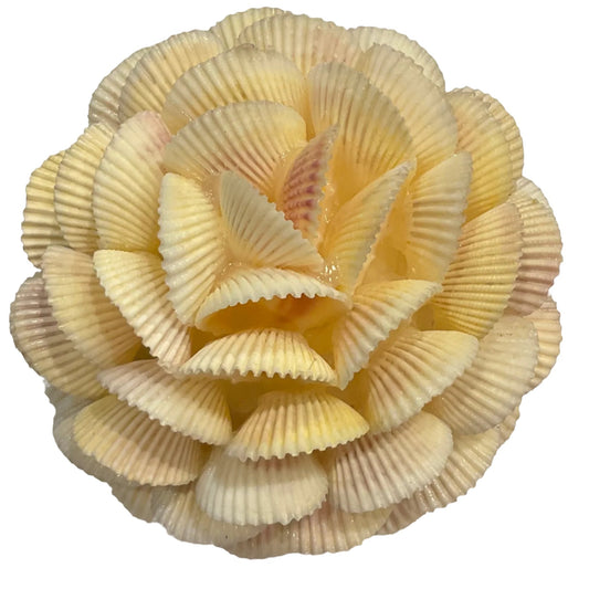 Cockle Shell Ball