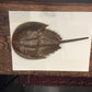 Antique textile printing block stamp