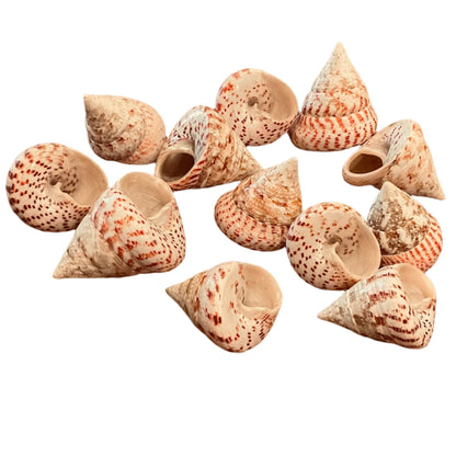 Shells