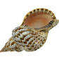 Shells & Fans